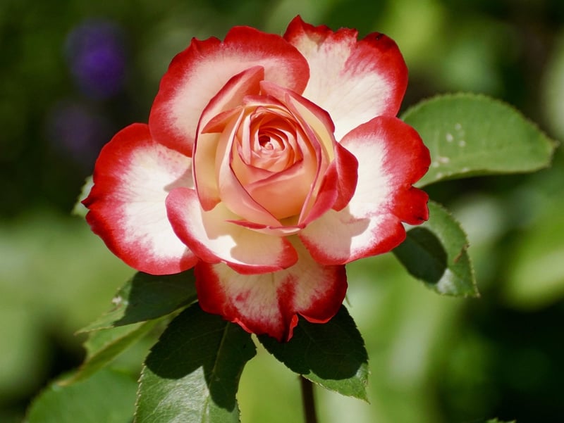 Romantic Floral Haven Garden